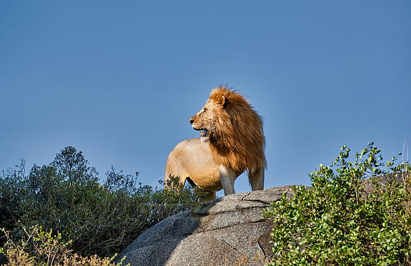 huge male lion on a kopje