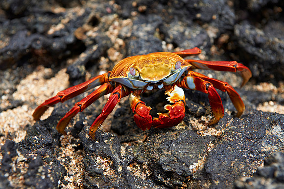 red rock crab, Grapsus grapsus