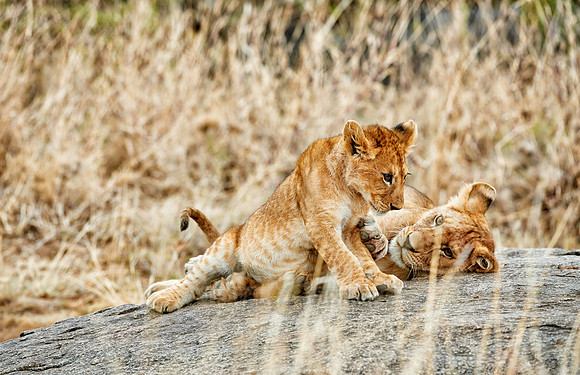 cute ​lion cub