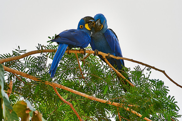 couple of Hyacinth Macaws