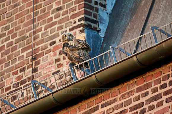 Eurasian eagle-owl (Bubo bubo), fledgling on a roof of a church