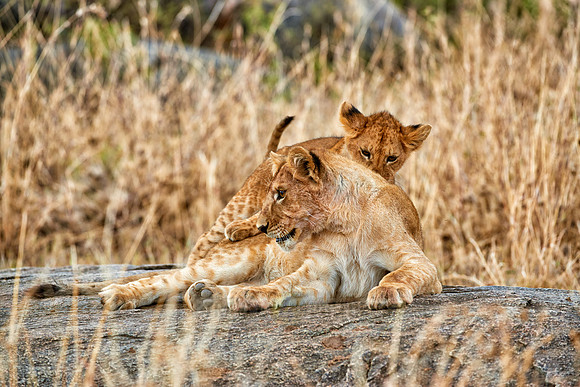 group of lion cubs