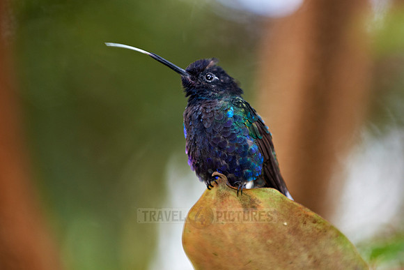 velvet-purple coronet (Boissonneaua jardini)