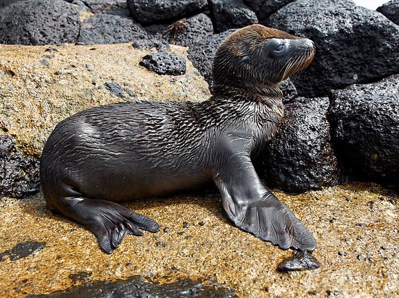 young Galapagos Sea Lion