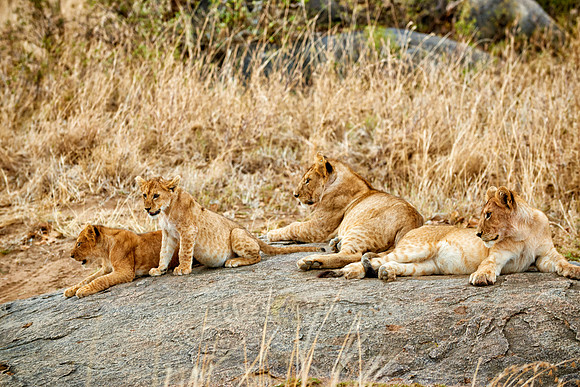 group of lion cubs