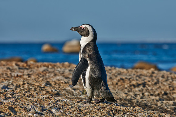 African Penguin
