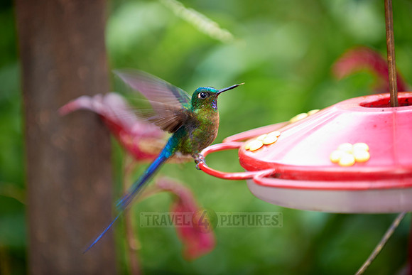 Long-tailed Sylph Aglaiocercus kingi