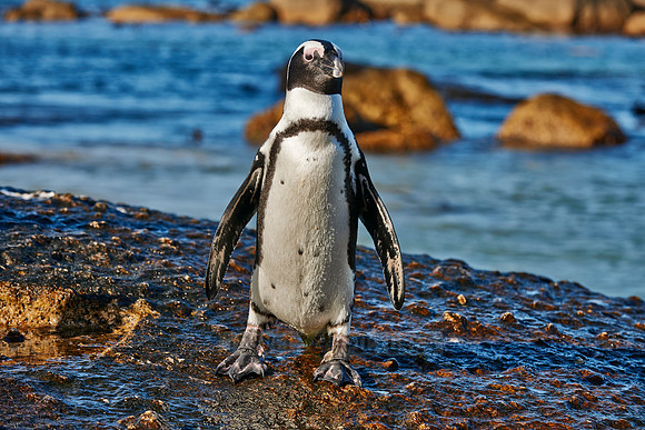 African Penguin
