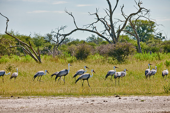 Wattled Crane