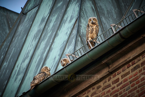Eurasian eagle-owl (Bubo bubo), three fledglings on a roof