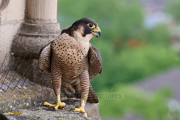 portrait female Peregrine Falcon on a church roof