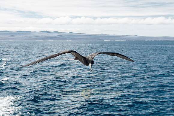 flying Frigatebird