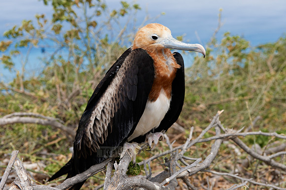 young Frigatebird