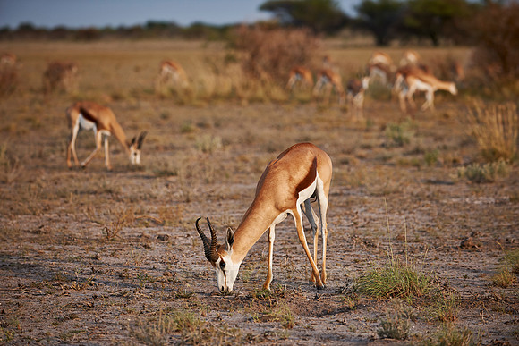 Springbok