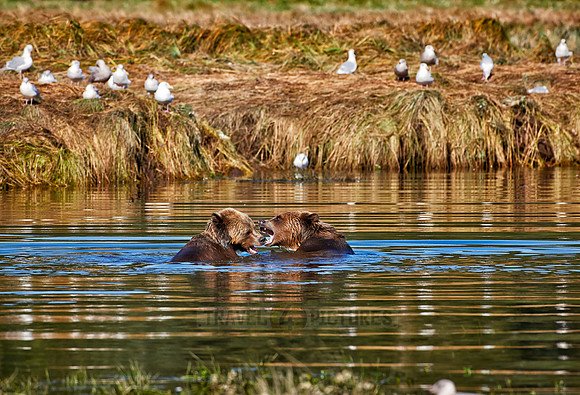 Grizzly bear at Knight Inlet