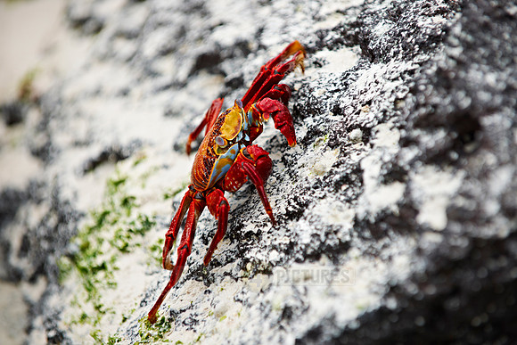 red rock crab, Grapsus grapsus