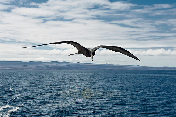 flying Frigatebird