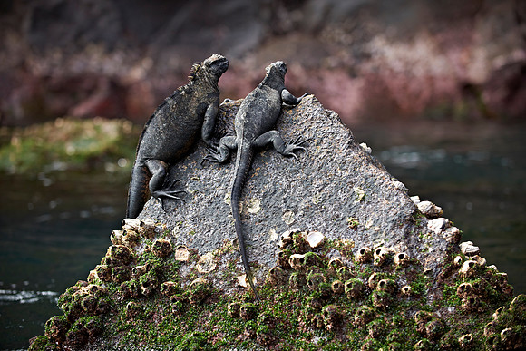 Marine Iguana