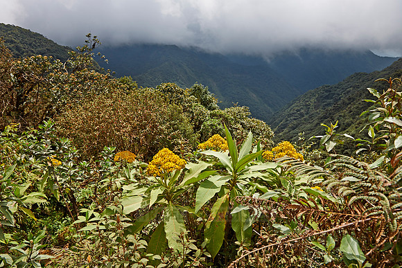 cloud forest of La Siberia