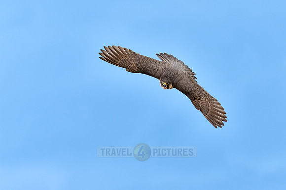 Peregrine Falcon in flight
