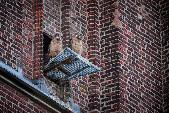 Eurasian eagle-owl (Bubo bubo), two fledglings on a roof of a church