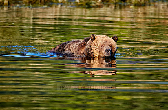 Grizzly bear at Knight Inlet