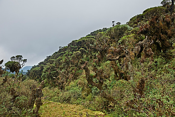 cloud forest of La Siberia