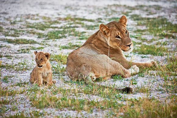 lioness with very young cub