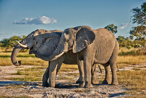 two male African bush elephants