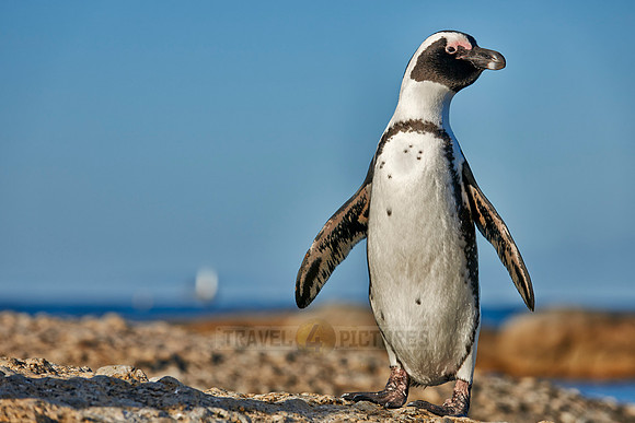 African Penguin