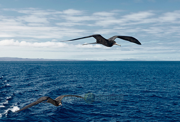 flying Frigatebirds
