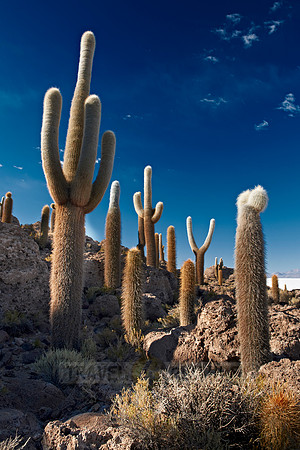 Inkahuasi Island, Salar de Uyuni