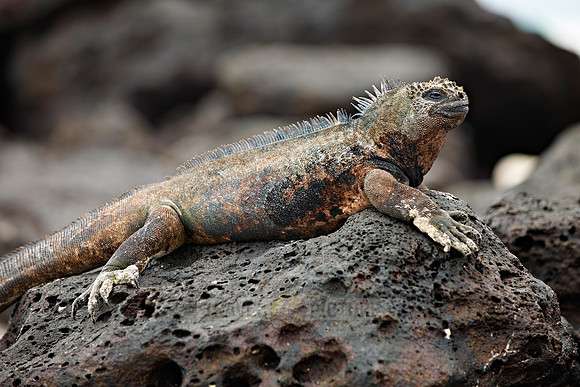 Marine Iguana on cliff