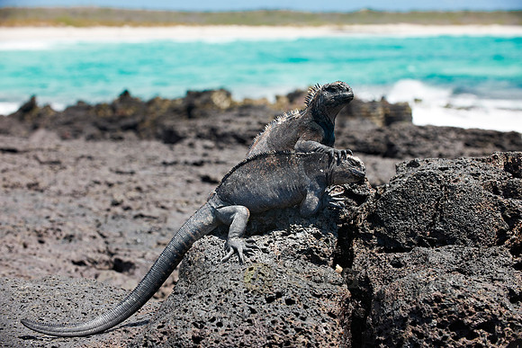 Marine Iguana on cliff