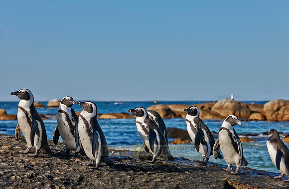African Penguin