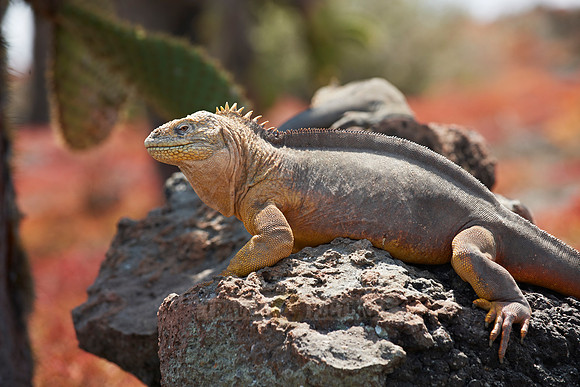 Galapagos Land Iguana