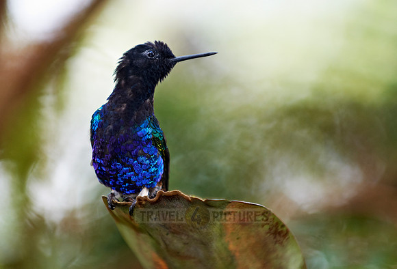 velvet-purple coronet (Boissonneaua jardini)
