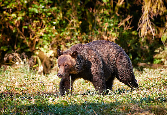 Grizzly bear at Knight Inlet