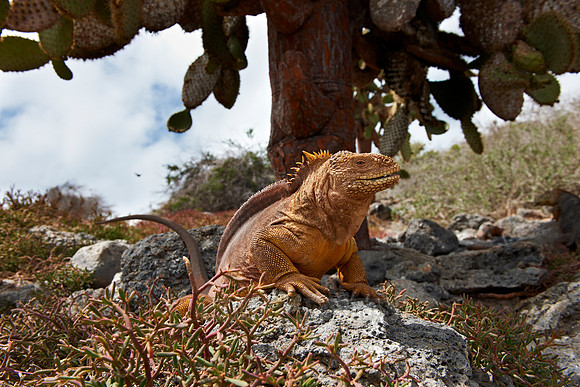 Galapagos Land Iguana