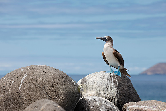 Blue-footed Booby