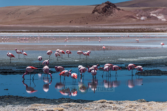 laguna hedionda