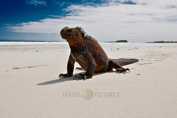Marine Iguana on beach