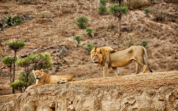 mating lions in Ngorongoro crater
