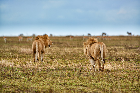 two huge male lion on hunt
