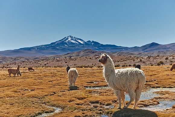Llama (Lama glama)