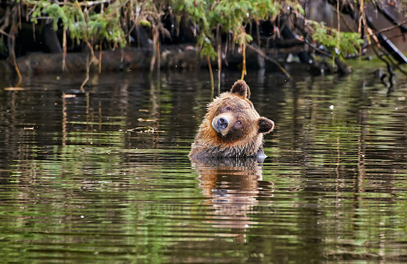 Grizzly bear at Knight Inlet