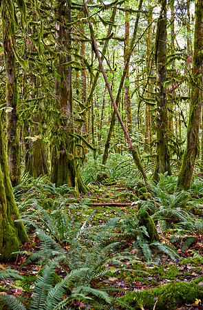 Great Bear Rainforest