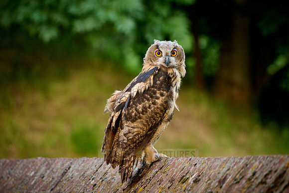 young Eurasian eagle-owl (Bubo bubo)| on a wall