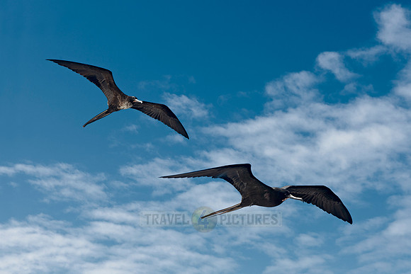 flying Frigatebirds