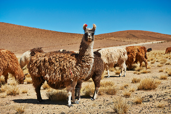 Llama (Lama glama)